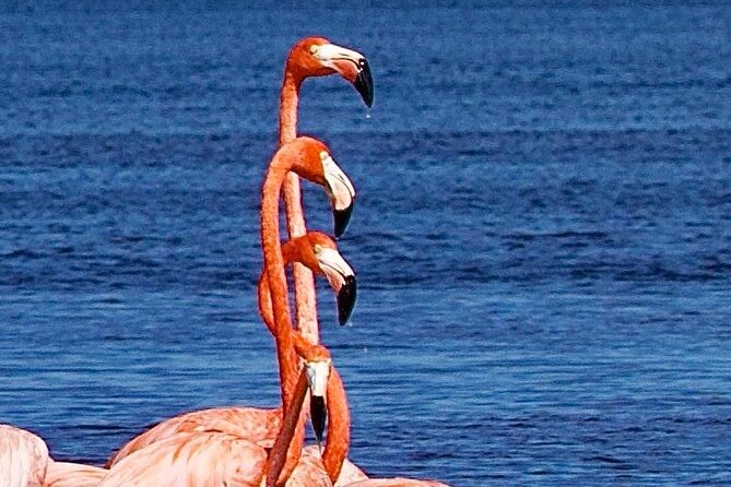 Excursion to Celestun Biosphere and Beach Day from Merida - Key Points