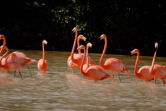 Excursion to Celestun Biosphere and Beach Day from Merida - Explore the Celestún Biosphere Reserve with a Guided Boat Tour