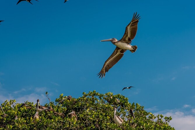 Excursion to Celestun, Swimming, Hiking & Boat Ride - Experiencing the Mayan Clay Bath