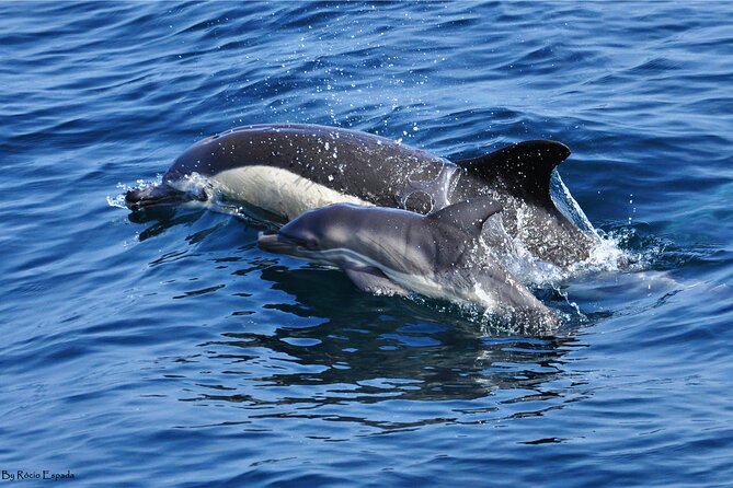 Excursion to Gibraltar with Dolphin Watching from Malaga - Key Points