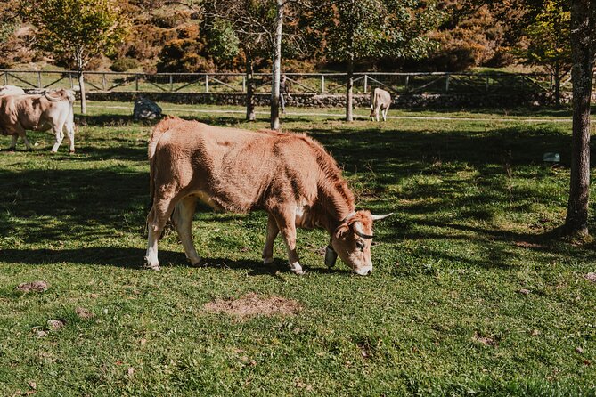 Excursion to Lakes of Covadonga and Cangas de Onís from Gijón - Exploring the Basilica of Covadonga and the Sacred Cueva