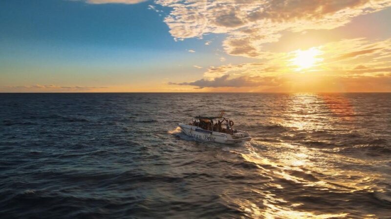 Excursion to see the whales - 3 Hours - Swimming and Snorkeling Break at a Beautiful Location