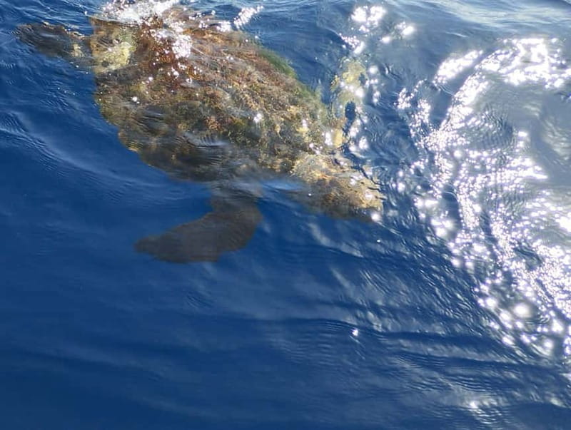 Excursion to see the whales - 3 Hours - The Itinerary: From Departure to Return