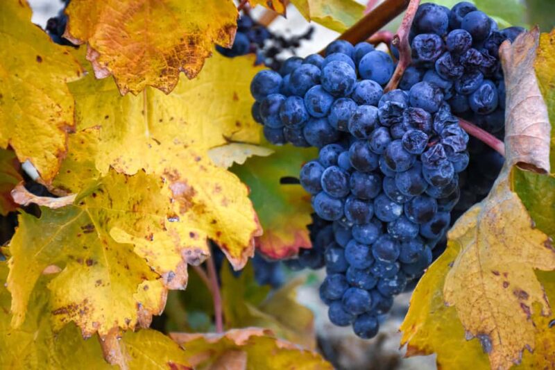 Excursion to Vitoria, La Rioja, and wine tasting at a Laguardia winery - Key Points