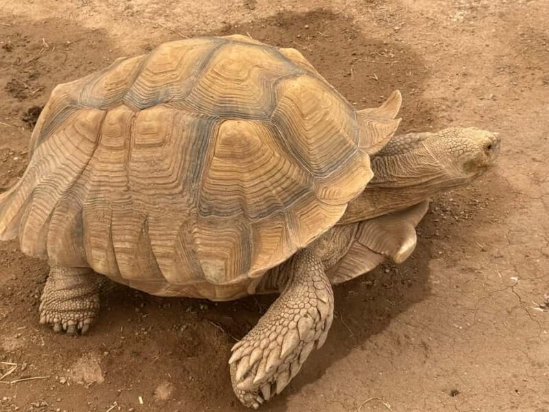 Exotic Animal Encounter Marana, AZ - 15 Friendly Capybara - Discover the Unique All Animal Encounter in Marana, Arizona
