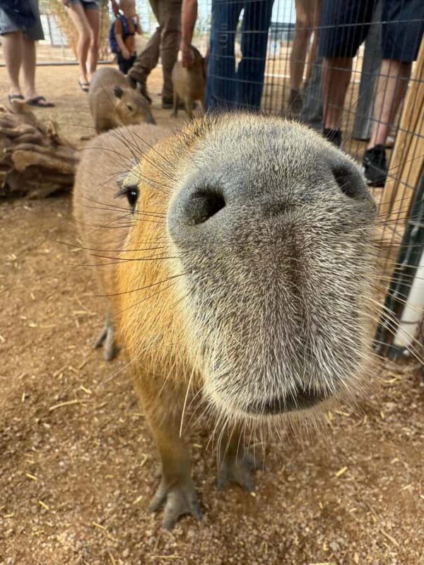 Exotic Animal Encounter Marana, AZ - 15 Friendly Capybara - Key Points
