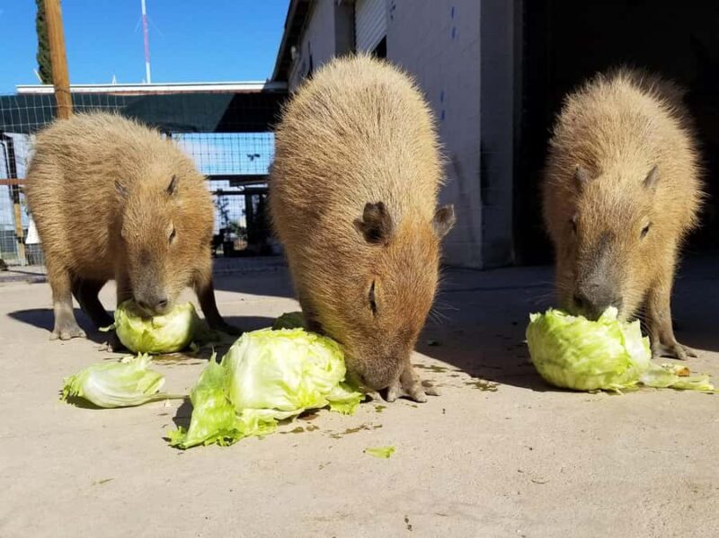 Exotic Animal Encounter Marana, AZ - 15 Friendly Capybara - What Animals Will You Encounter at Ghost Ranch Exotics?