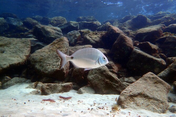 Experience 2-Hour Guided Snorkelling in Costa Teguise Lanzarote - Starting Point at Daivoon Diving Center in Costa Teguise