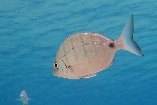 Experience 2-Hour Guided Snorkelling in Costa Teguise Lanzarote - The Marine Environment of Costa Teguise