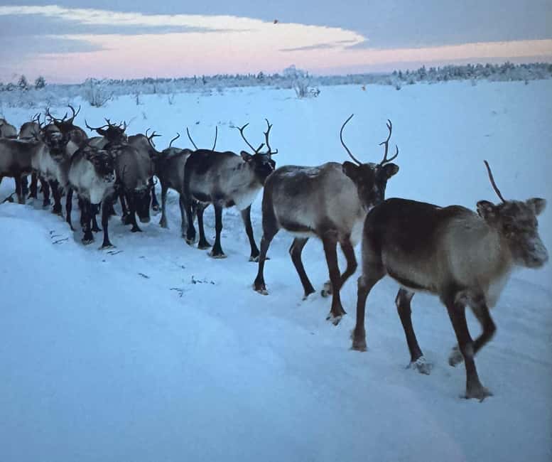 Experience a reindeer feeding tour in the wild - Key Points