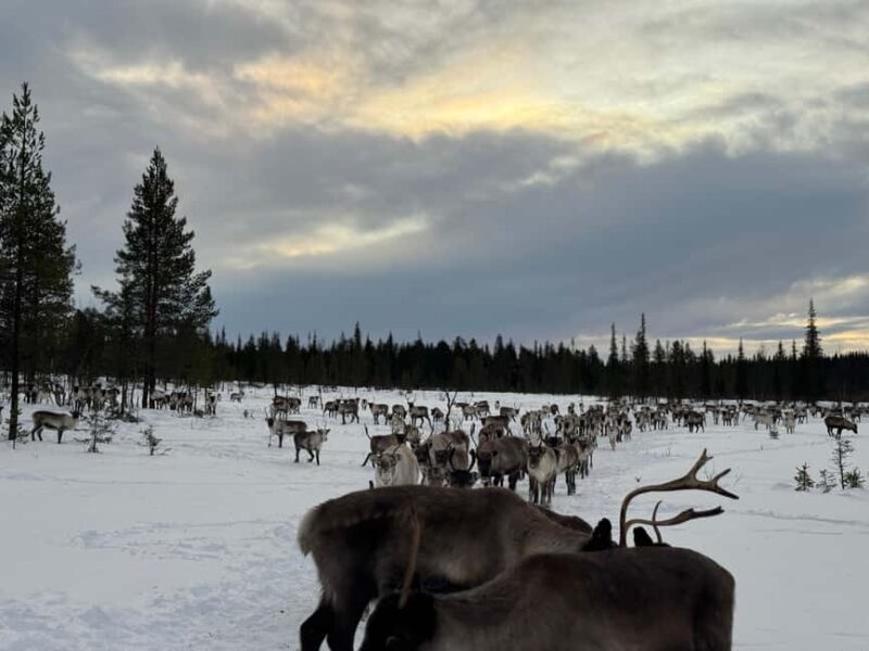 Experience a reindeer feeding tour in the wild - The Scenic Wilderness of Swedish Lapland