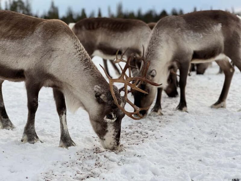 Experience a reindeer feeding tour in the wild - Logistics: Pickup, Group Size, and Cancellation