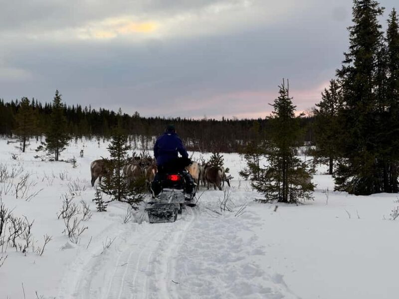 Experience a reindeer feeding tour in the wild - The Sum Up: A Genuine Cultural and Natural Encounter