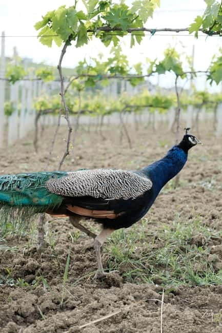 Experience Albanian Wine, daily tours from Durres - Exploring the Unique Communism-Era Winery