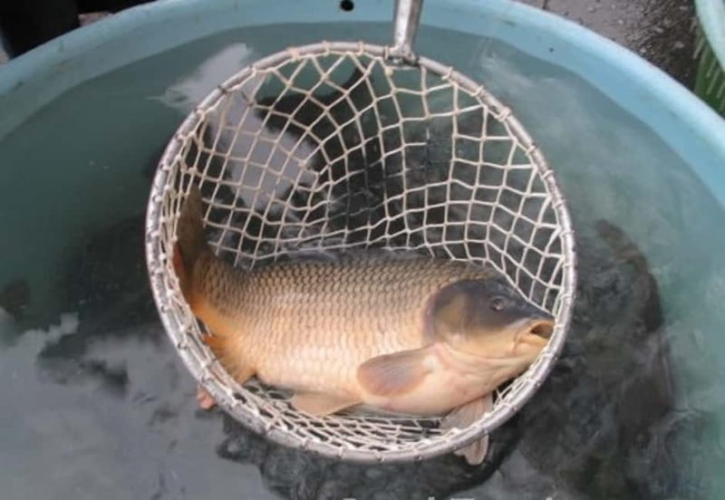 Experience Christmas Shopping In Prague - Key Points