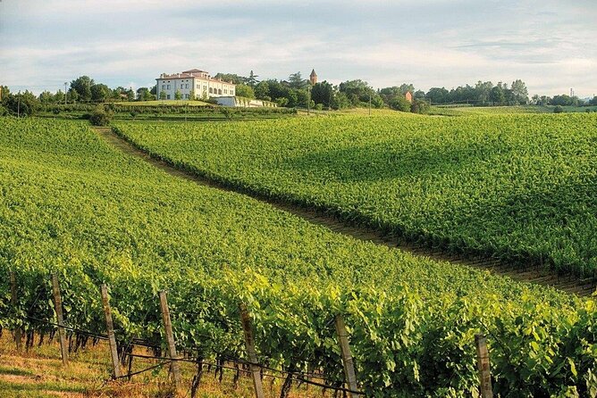 Experience Emilian Wines at Bologna Vineyard Vista - Key Points