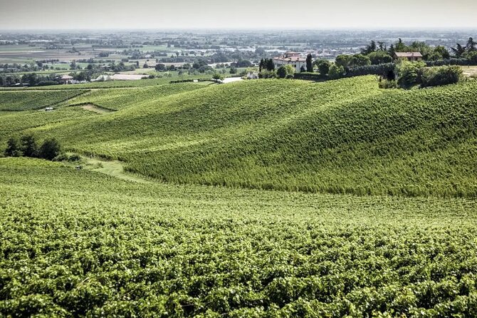 Experience Emilian Wines at Bologna Vineyard Vista - Logistics and Meeting Details