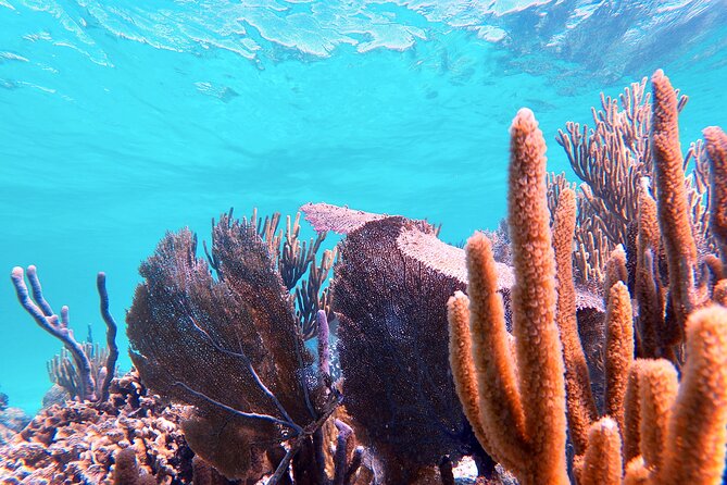 Experience Guided Snorkeling in Costa Maya - Flexibility with Bookings and Weather Conditions