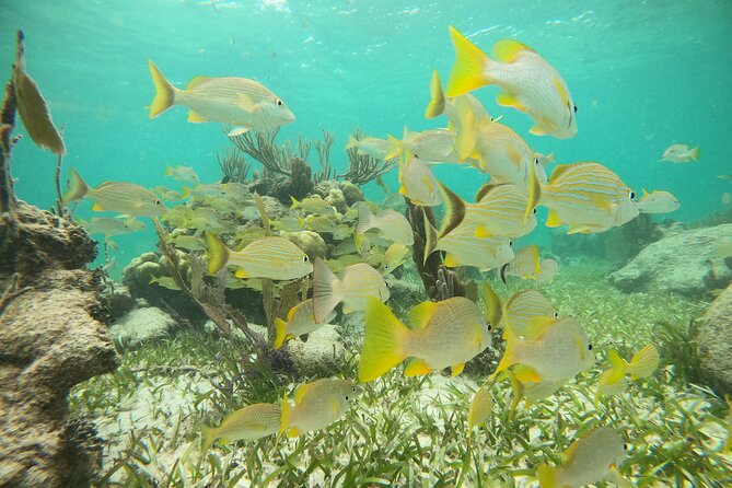 Experience Guided Snorkeling in Costa Maya - Pricing and Value for Money