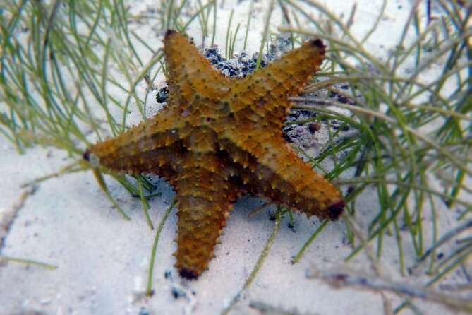 Experience Guided Snorkeling in Costa Maya - Who Will Enjoy This Tour Most