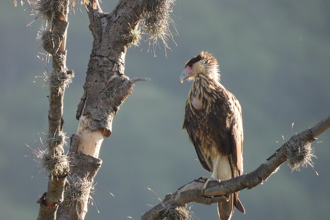 Experience Oaxaca Birdwatching at Dawn - Explore Oaxaca’s Lush Forests with Expert Birdwatching Guides