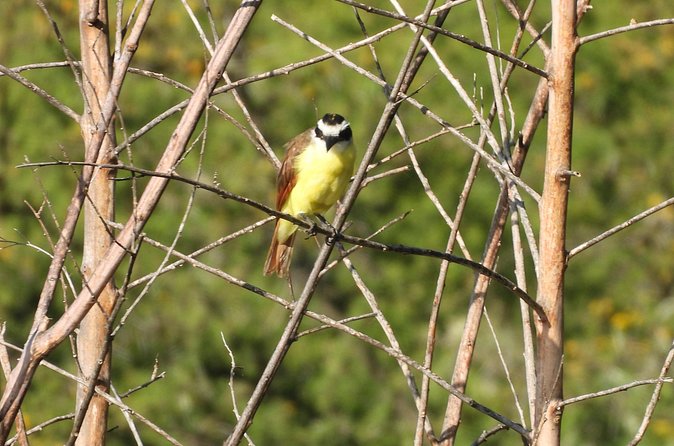 Experience Oaxaca Birdwatching at Dawn - Conservation and Education Focus of the Tour