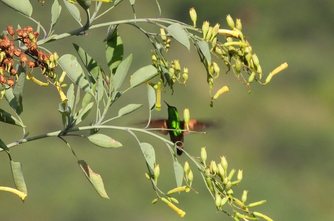Experience Oaxaca Birdwatching at Dawn - Practical Details: Timing, Group Size, and Policies