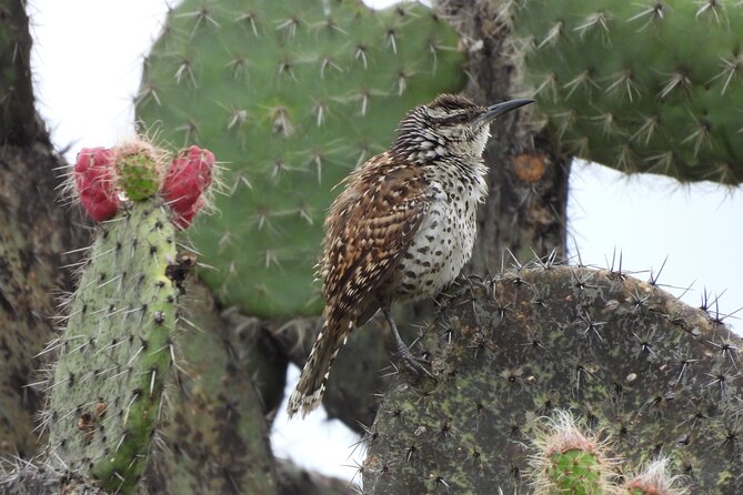 Experience Oaxaca Birdwatching at Dawn - Value and Booking Information