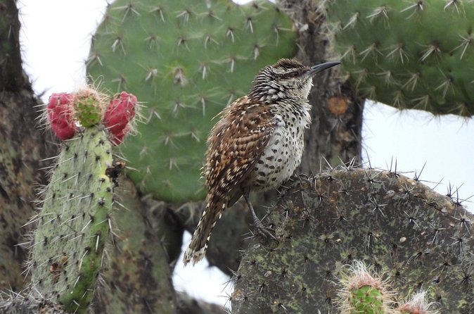 Experience Oaxaca Birdwatching at Dawn - Who Will Appreciate This Tour Most?