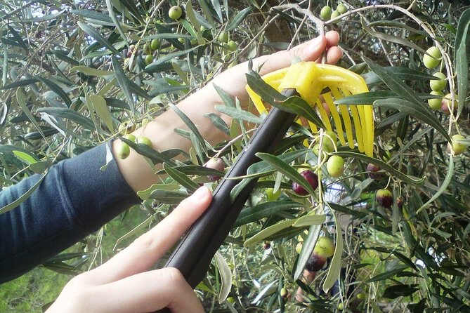 Experience of Olive Oil Tasting Crete , Visit the Knossos Palace - Accessibility and Guest Support