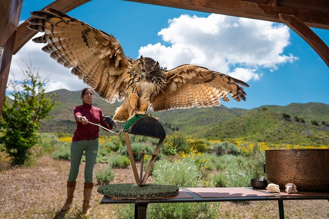 Experience Raptors and Falconry in Reno - Flexibility and Booking Options for the Reno Falconry Tour