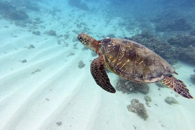Experience Scuba Diving in Hawaii - Explore Hawaii’s Unique Turtle-Cleaning Stations and Vibrant Reefs