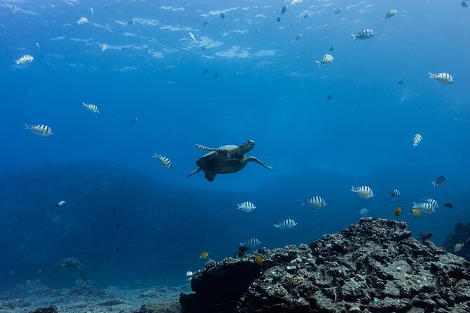 Experience Scuba Diving in Hawaii - Visiting the Famous Turtle-Cleaning Stations