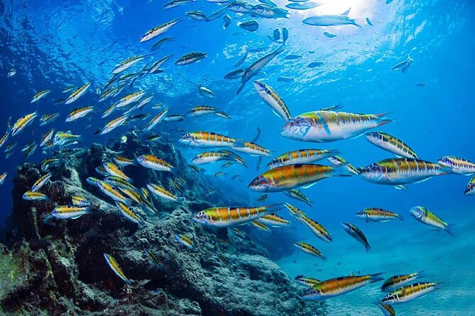 Experience Snorkelling in Puerto Del Carmen, Lanzarote - The 30-45 Minute Guided Snorkeling Tour