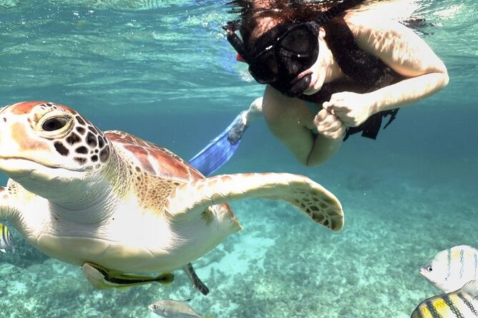 Experience swimming with turtles and explore the ruins of Tulum. Lunch included. - Snorkeling at Akumal: Swimming with Endangered Sea Turtles