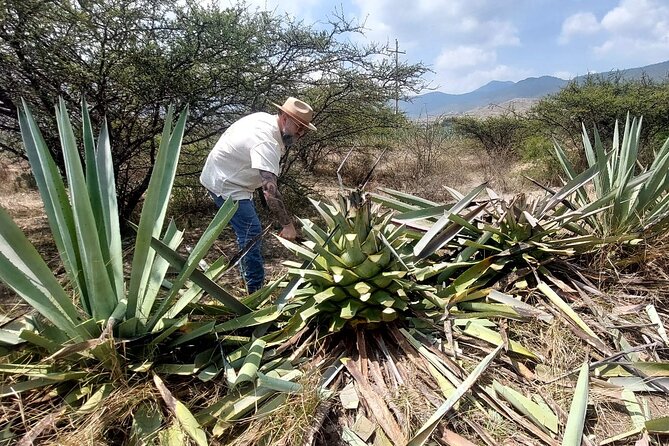Experience the Mezcal Tour in Oaxaca - Key Points