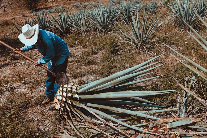 Experience the Mezcal Tour in Oaxaca - The Cost and Booking Expectations