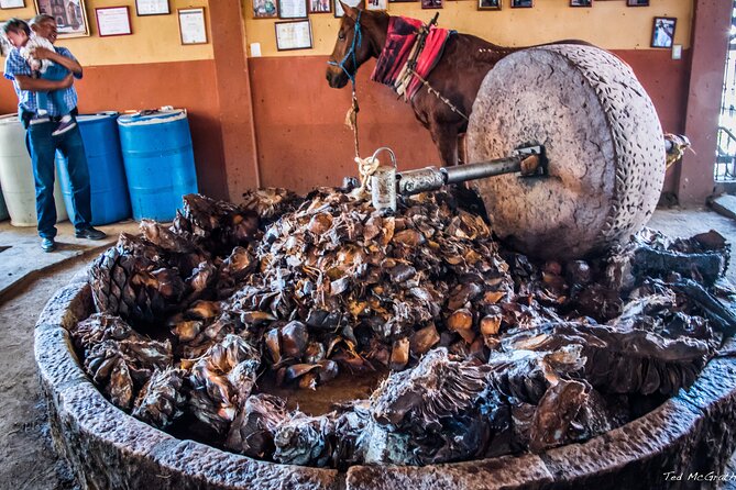 Experience the Mezcal Tour in Oaxaca - Why This Tour Appeals