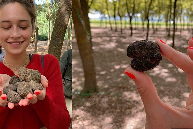 Experience Tuscan Truffle Hunting with Wine and Lunch - Wine and Olive Oil Tastings at the Winery