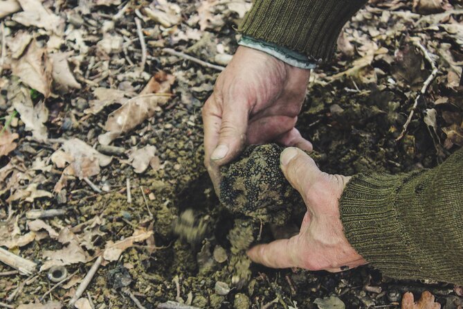 Experience Tuscan Truffle Hunting with Wine and Lunch - Practical Tips for Participants