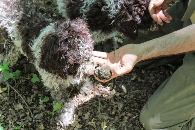 Experience Tuscan Truffle Hunting with Wine and Lunch - Comparing the Experience to Other Tours