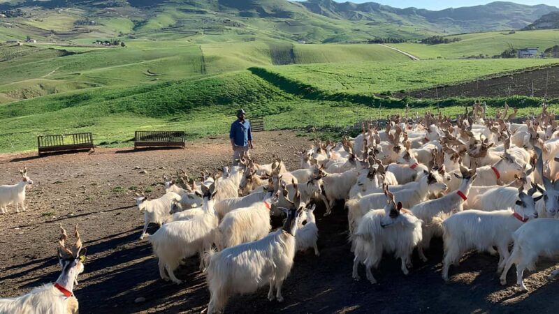 Experience with Girgentan goats in Agrigento - Key Points