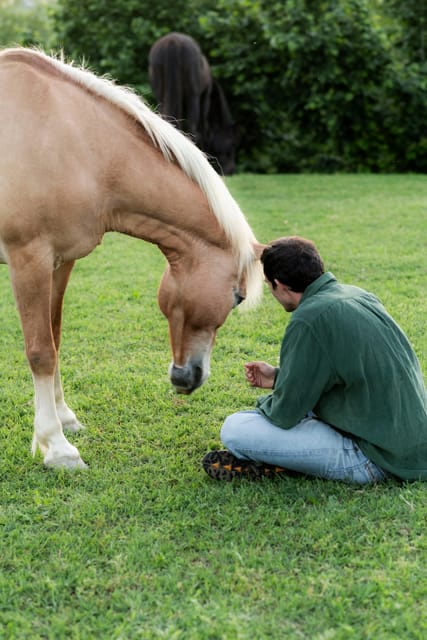 Experiential activity with horses: an experience in connection - The Experience of Connecting with Horses from the Ground
