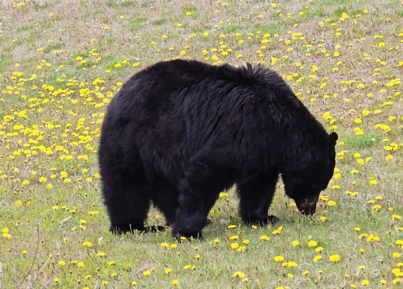 Explore 9 Spots: Private Customizable Banff Icefield Tour - Peyto Lake’s Unique Wolf’s Head Shape and Turquoise Glow