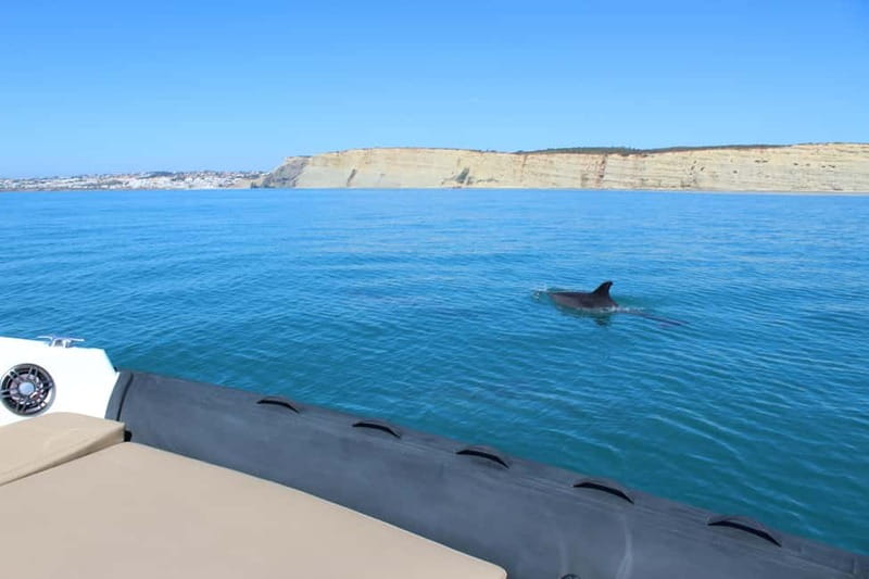 Explore Benagil, Ponta da Piedade and Dolphins in Algarve - Dolphin Spotting: Watching Wild Dolphins in Their Habitat