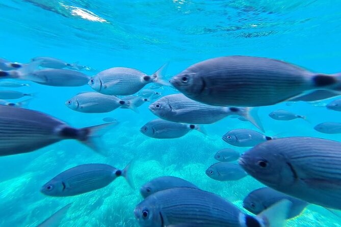 Explore Cap Norfeu and the Secret Cave: An Underwater World - Exploring Cap Norfeu and The Cat Rock