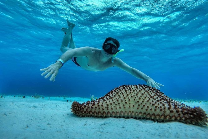 Explore El Cielo in Cozumel. Snorkel in 3 different reefs & visit Cielito Beach. - Discovering El Cielo: The Underwater Starfish Sanctuary
