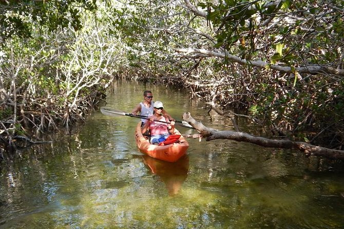 Explore Mangrove Creeks with an All Day SUP/single kayak Rental - Key Points