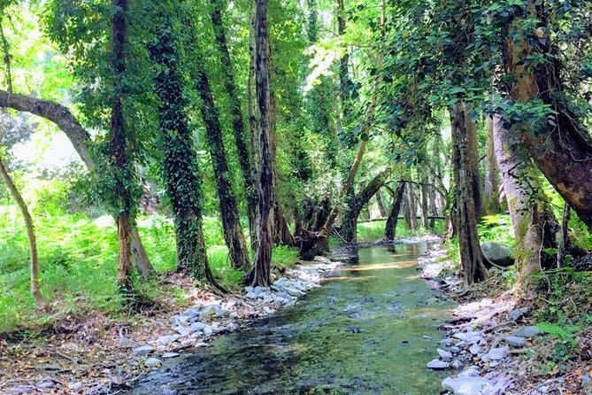 Explore Paphos forest with e-mountain bikes - Guide Expertise and Group Size