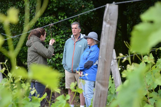 "Explore Saint-Émilion on e-Bikes: Small Group, half-Day Tour" - Lunch and Additional Tastings